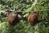 Sepilok Orangutan Centre