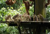 Sepilok Orangutan Centre