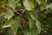 Mangrove slange