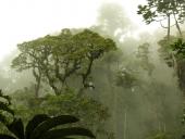 Tågen driver gennem tågeskoven