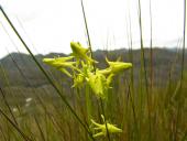 Blomst på paramoen i Cajas nationalpark