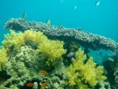 Koral i Rødehavet