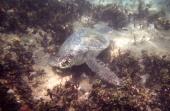 Havskildpadde ved Galapagos