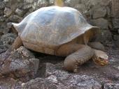 Skildpadde på Galapagos