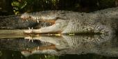 Krokodille i Singapore Zoo