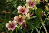 Orkide i Singapore's orkide have