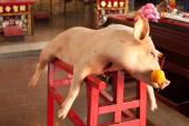 En gris som er ofret til guderne i et lille kinesisk tempel
