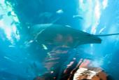 En rokke svømmer over tunnellen gennem det store akvarium i Dubai Akvarium