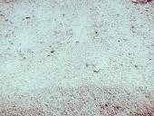 En flynder (engelsk Eyed Flounder) skjuler sig i sandet ved Cades Reef ud for Antigua