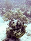 Korallen Sea Rod gror på sten og klipper, her ved Cades Reef ud for Antigua