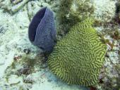 Et svampedyr og en hjernekoral ved Cades Reef ud for Antigua