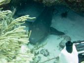 En nursehaj ligger i skjul unden en klippe på Cades Reef ud for Antigua