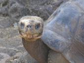 Landskildpadde på Galapagos