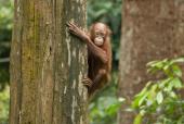 Orangutan ved Sepilok Orangutan center