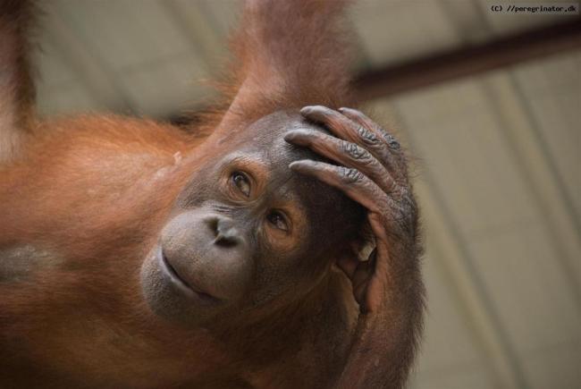 Sepilok Orangutan Centre