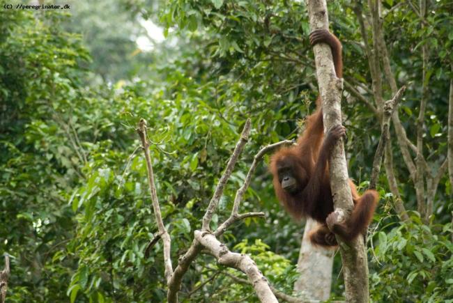 Sepilok Orangutan Centre