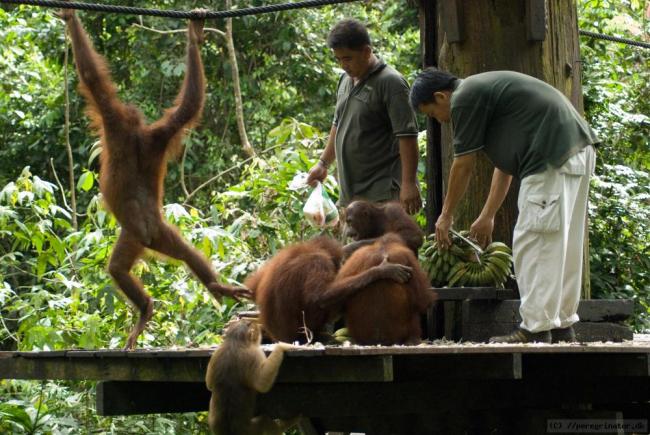 Sepilok Orangutan Centre