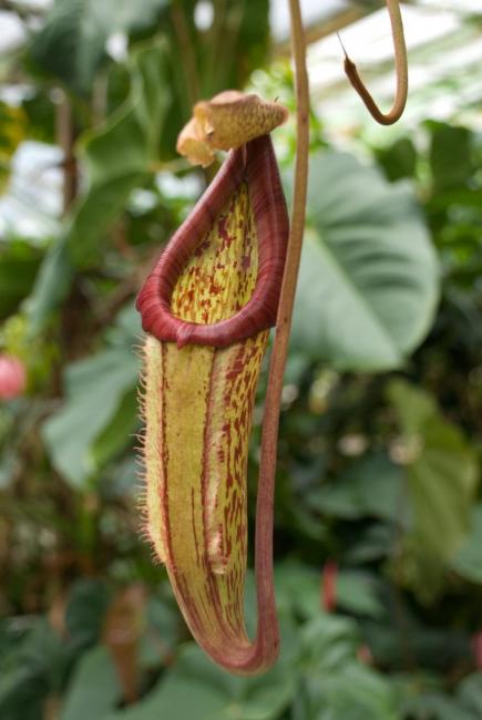 Kødædende plante