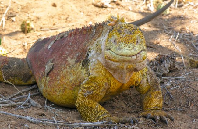 Landleguan på Galapagos