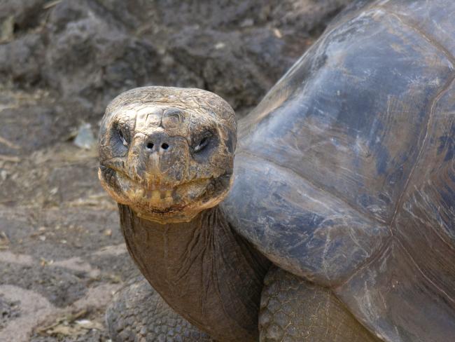 Hovedet af en skildpadde