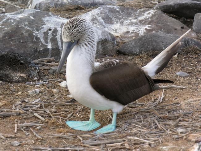 Blåfodet sule på Galapagos