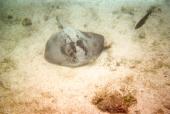 En rokke på havbunden ved Galapagos