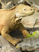 Landleguan i gang med at spise en kaktus