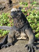 Marineleguan på Galapagos øerne