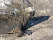 Marineleguan på Galapagos øerne