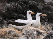 Maskerede suler på Isla Espanola