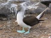 Blåfodet sule på Galapagos