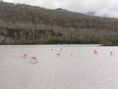 Flamingoer filtrerer mudderet på bunden af søen i jagten på små krebs. 