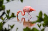 Flamingoen får sin fine lyserøde farve fra farvestof i de krebs den spiser, som den ikke kan nedbryde